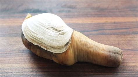  Gaping Geoduck: An Unexpected Champion of Slow Living and Deep-Sea Diving!