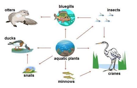  Wallacea: Ciliary Symphony Conducting Nutrient Flows in Freshwater Ecosystems!