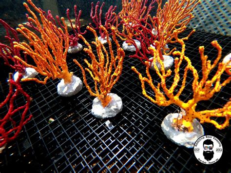  Yellow Gorgonian! Unveiling the Colorful Secrets of These Stunning Shallow-Water Reef Dwellers with Tentacle Tentacles That Wave Like Feathers