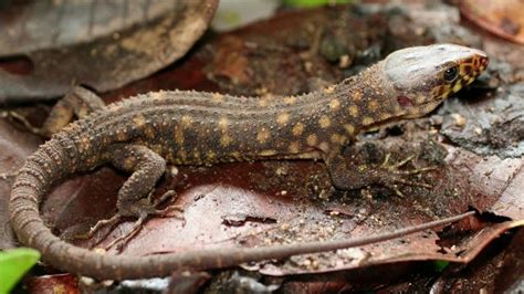  Yellow-Spotted Lizard: A Master of Disguise and a Venomous Vegetarian!