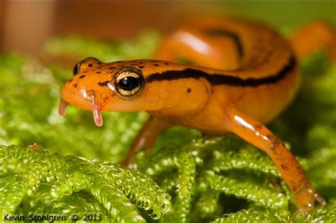  Eurycea! Small Salamander, Big Personality: An Overview of Its Quirky Life