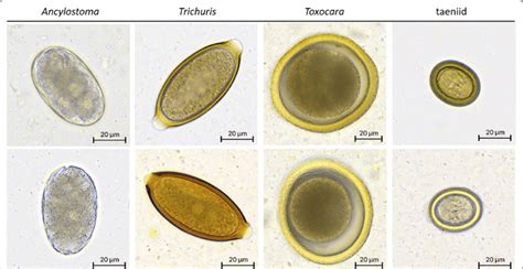  Isospora!  A Tiny Parasite With a Big Impact on Animal Health