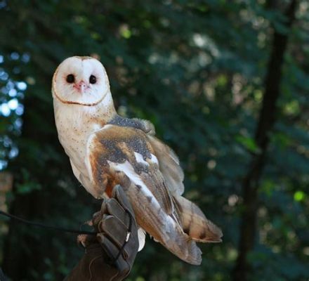  Owls! Wise Hunters With Feathers That Mimic the Night Sky