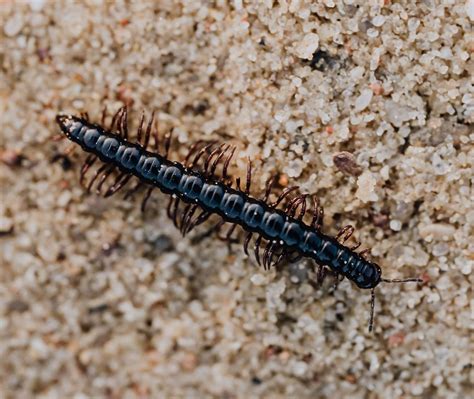  Rugosus Millipede: This Multi-Legged Marvel Will Make You Rethink Your Definition of Cute!