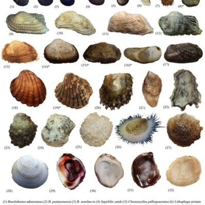  Ulcers: A Bivalve Shellfish That Can Be Described as Both a Master Camouflager and an Excellent Filter Feeder?