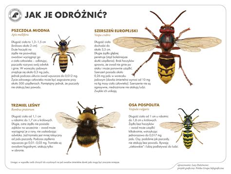  Yellowjacket: Znakomite owady społeczne czy niebezpieczni agresorzy?